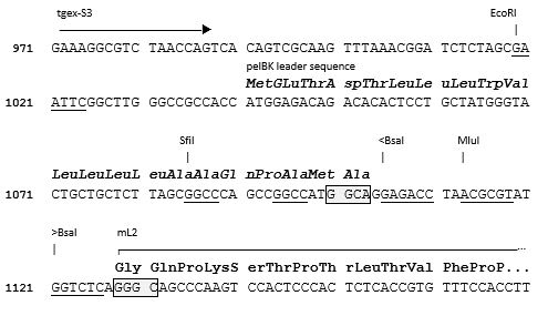 TGEX-LC-mL2-Zeo cloning site